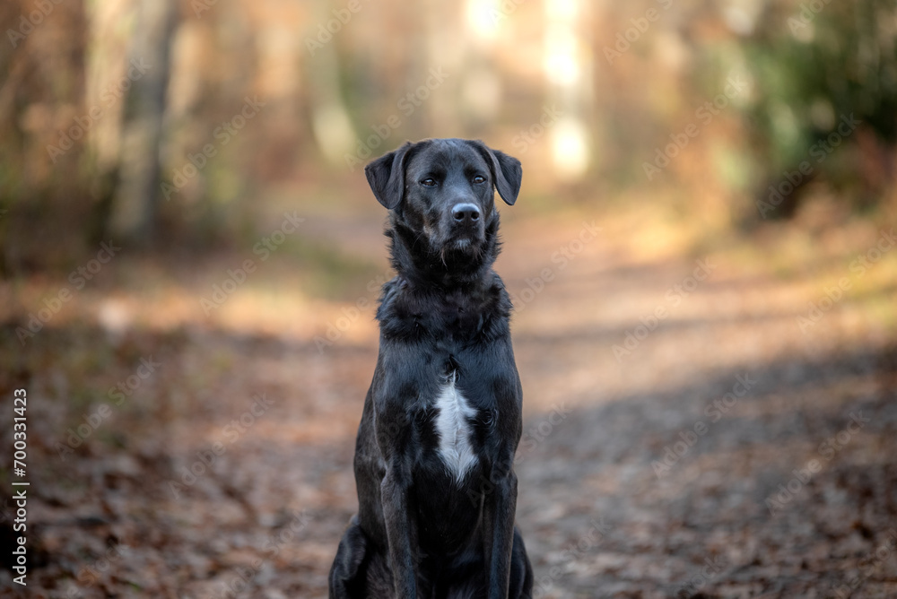 Shooting photo d'un magnifique chien noir dans une forêt 
