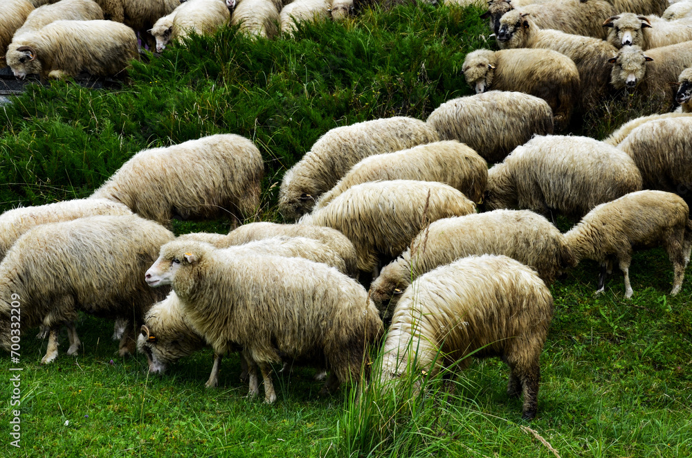 White sheep on the field. White sheep on the field.