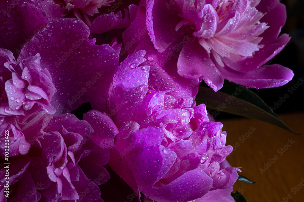 Beautiful water drops on a pink petal peony macro. Gentle soft elegant artistic image with soft focus Beautiful water drops on a pink petal peony macro. Gentle soft elegant artistic image with soft focus
