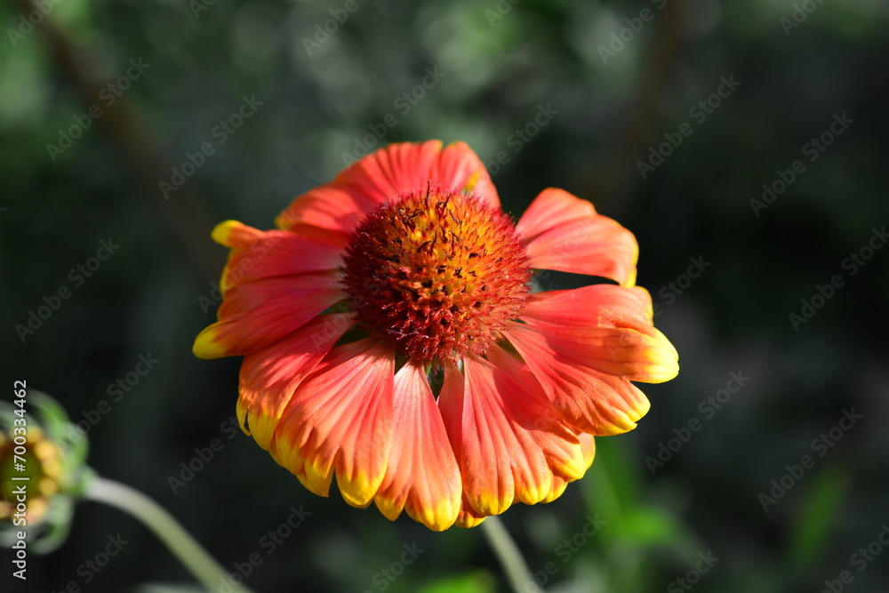 Beautiful echinacea blooms in the summer meadow. sunny day Beautiful echinacea blooms in the summer meadow. sunny day