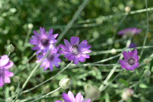 Purple flower of Annual Everlasting or Immortelle  Xeranthemum annuum  macro  selective focus
