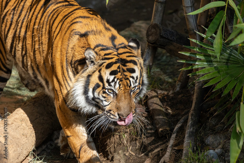 Close up of a tiger licking its face