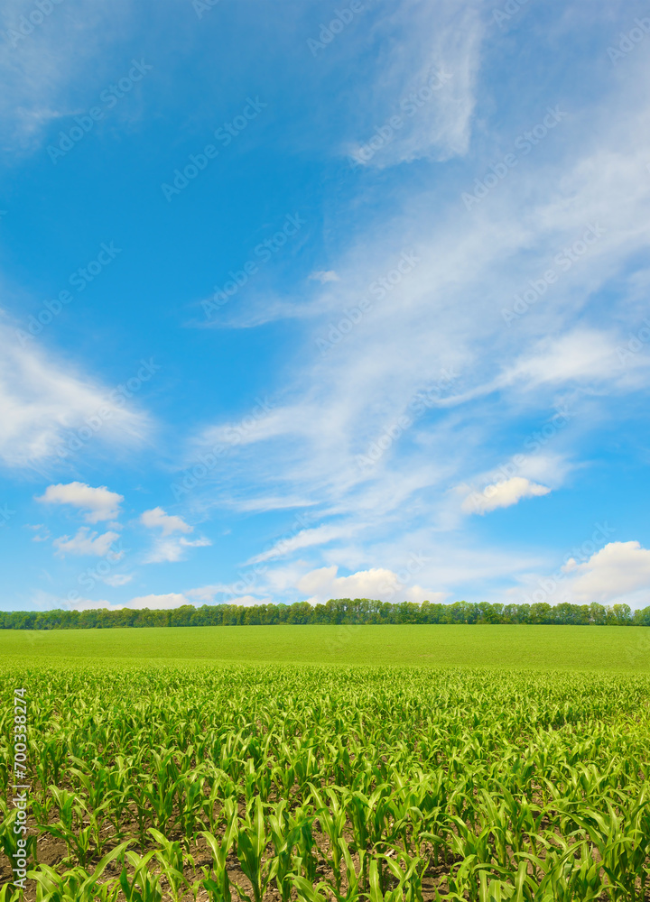 Corn field and blue sky.