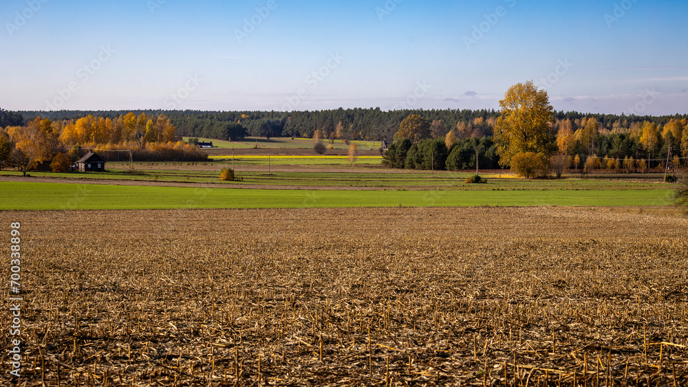 Herbstspaziergang in Podlachien, Ostpolen - obrazy, fototapety, plakaty 