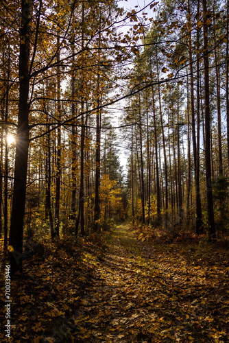 Herbstspaziergang in Podlachien, Ostpolen