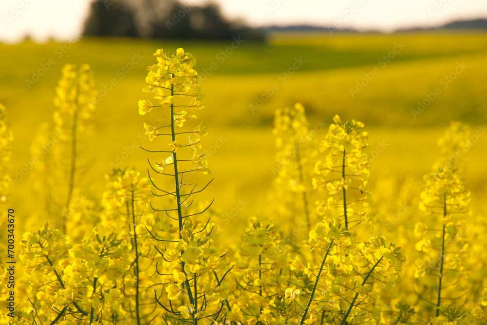Proud rapeseed plants so beautiful in springtime Proud rapeseed plants so beautiful in springtime