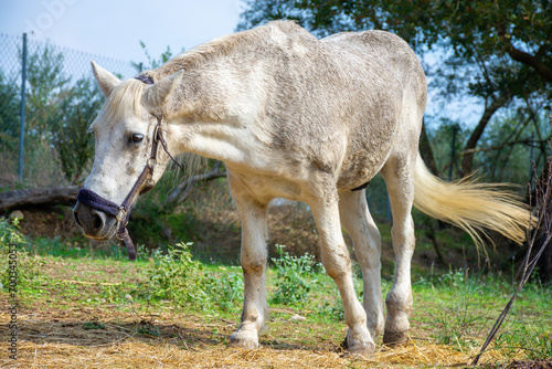 The horses in the farm pasture spend their time peacefully eating hay and grazing on the lush green grass