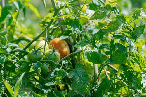 Red Tomatoes in a Greenhouse. Horticulture. Vegetables.