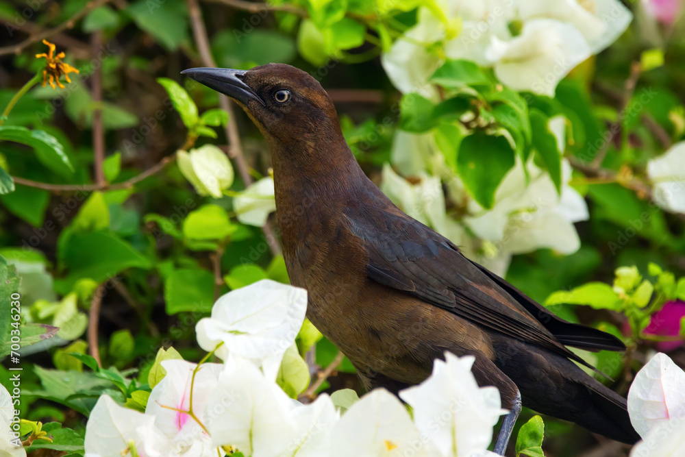 Female Great-tailed grackle is sitting among flowers. Female Great-tailed grackle is sitting among flowers.