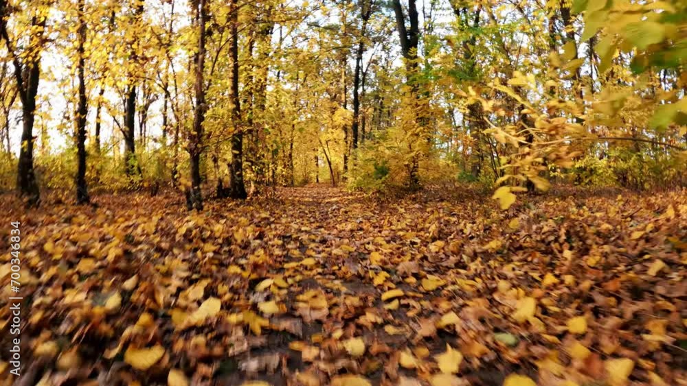 Autumn forest background. The camera moves through the autumn forest. Nature's Canvas Painted with Autumn Hues. Autumn forest background. The camera moves through the autumn forest. Nature's Canvas Painted with Autumn Hues.