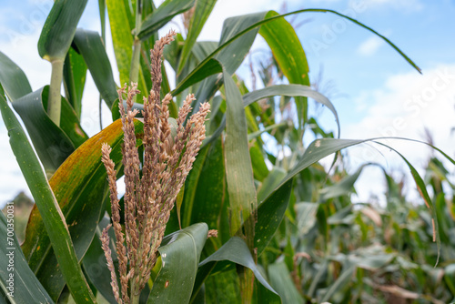 Selective corn cob focus, corn pods in an organic field.