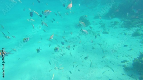 Snorkeling in the carribean sean with tropical fish