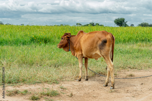 Beefmaster cattle standing in a green field photo