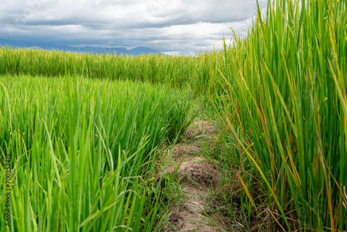 Landscape nature of rice field on rice paddy green color lush growing