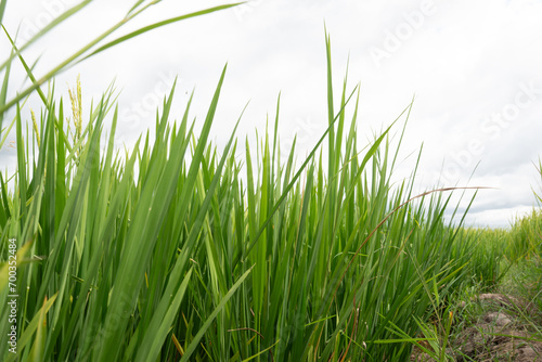 Landscape nature of rice field on rice paddy green color lush growing