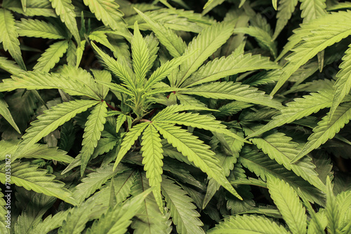 Fototapeta Naklejka Na Ścianę i Meble -  hemp cannabis plants leaves