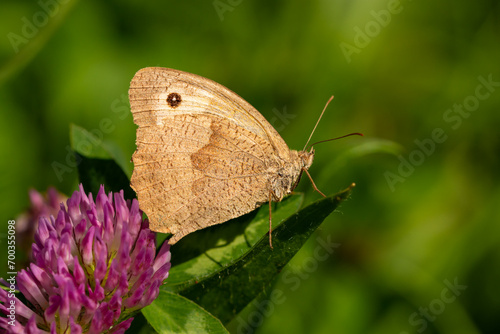 Close-up of the meadow brown (Maniola jurtina) - brown and orange butterfly with spot on a wing