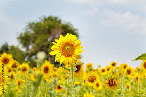 Yellow sunflower field  ripe yellow sunflower