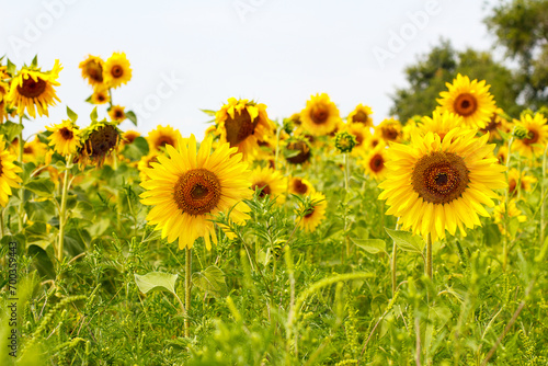 Yellow sunflower field  ripe yellow sunflower