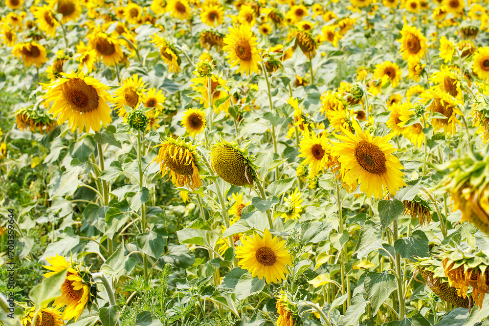 Yellow sunflower field, ripe yellow sunflower Yellow sunflower field, ripe yellow sunflower