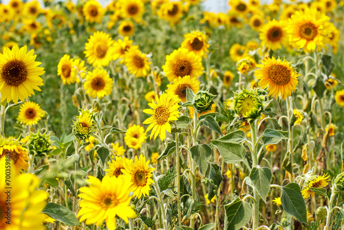 Yellow sunflower field, ripe yellow sunflower