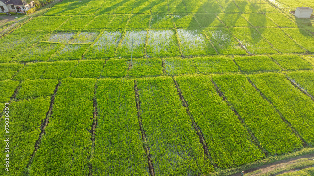 Aerial view of Agricultural plantation on sunny day - Green growing plant against sunlight