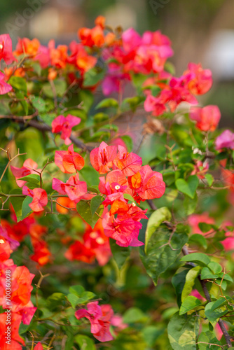 Bougainvillea flower in the garden with nature background.