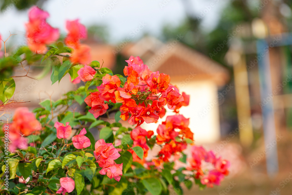 Bougainvillea flower in the garden with nature background.