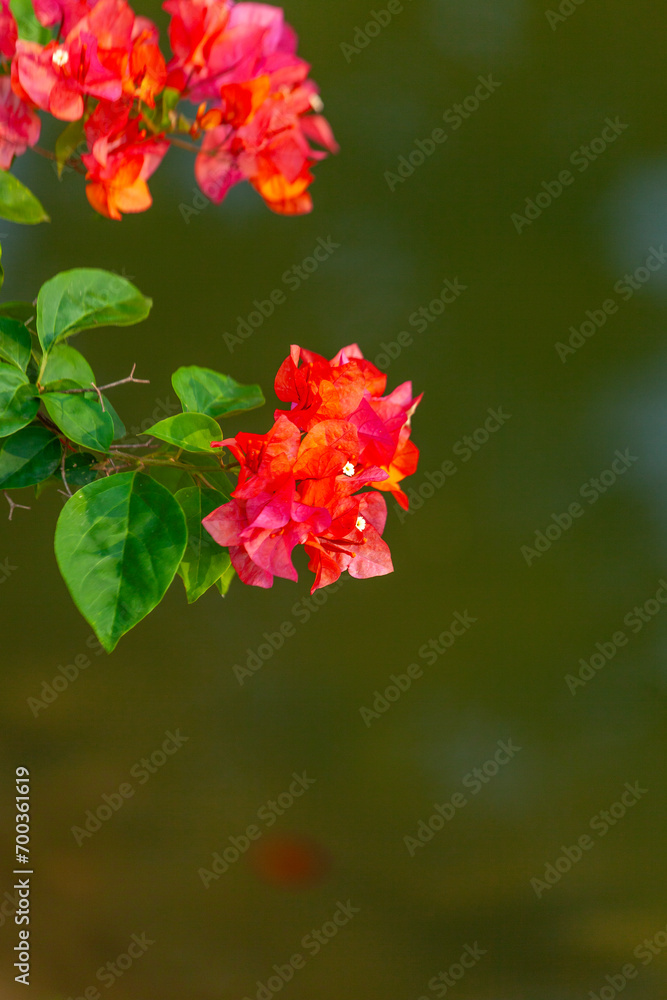 Fototapeta premium Bougainvillea flower in the garden with nature background.