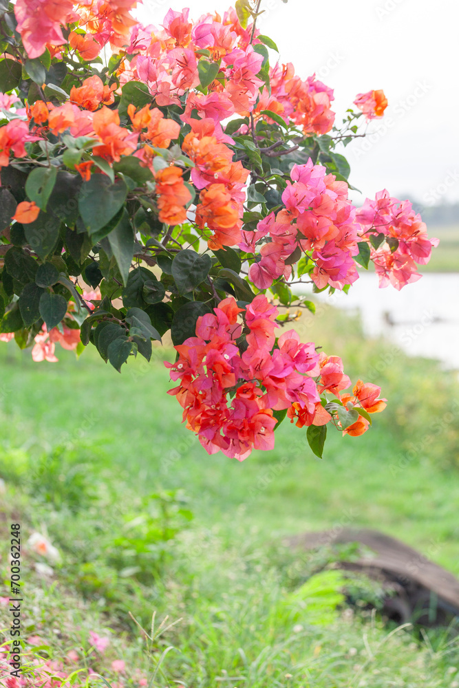 Bougainvillea flower in the garden with nature background. Bougainvillea flower in the garden with nature background.
