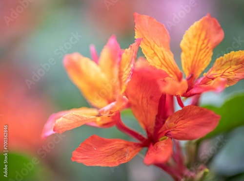 Exotic orange flowers closeup background © D'Arcangelo Stock