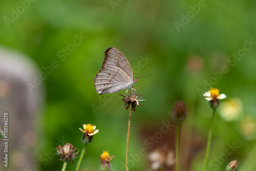 butterfly sitting on a flower in a meadow in summer © gunungkawi
