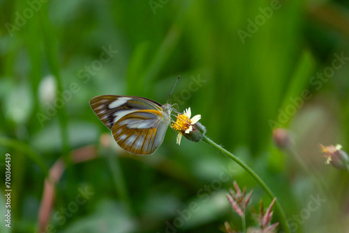 butterfly sitting on a flower in a meadow in summer