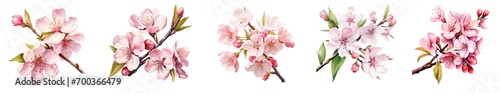 Watercolor Cherry Blossom Collection. Spring Floral Blossom Set