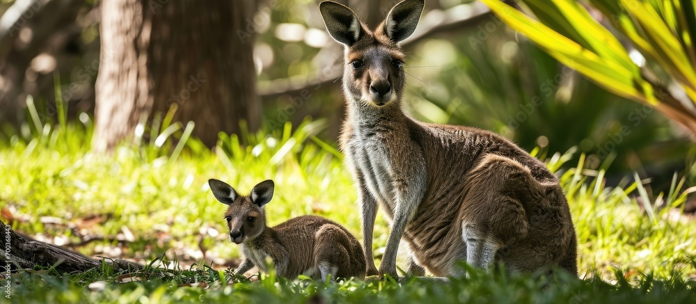 Fototapeta premium Mother kangaroo and her offspring.