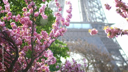Eiffel tower with cherry blossom trees in full bloom in Paris, France photo