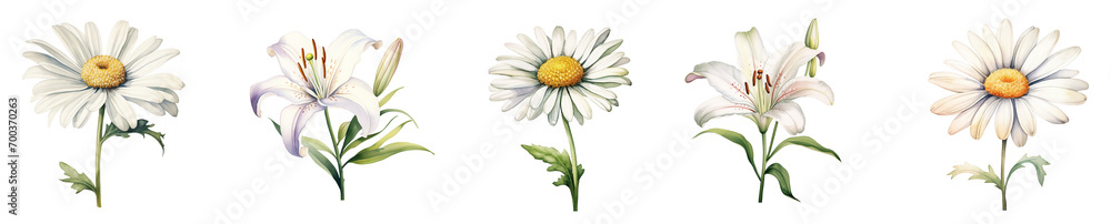Fototapeta premium Elegant White Flowers Watercolor. Spring flowers set
