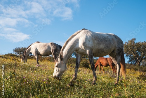 Group of Horses Grazing in a Beautiful Countryside Landscape. 