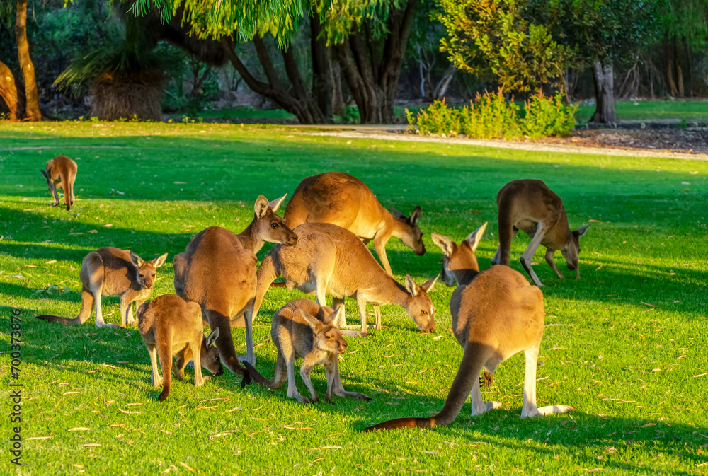 Kangaroos grazing in Yanchep National Park Perth WA