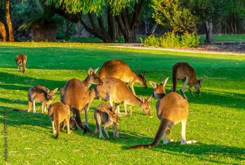 Obraz na płótnie Kangaroos grazing in Yanchep National Park Perth WA w salonie