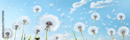 Panoramic view of a field of dandelions flying into the sky.