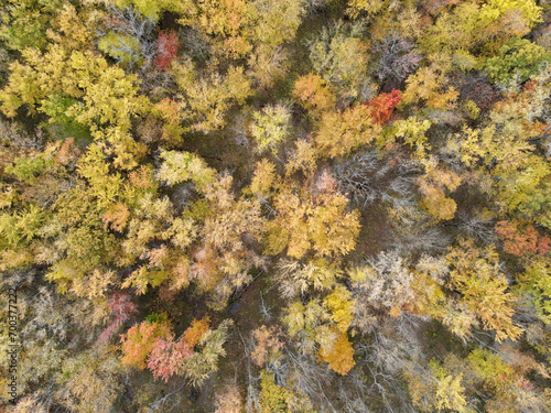 aerial drone view of fall forest tree color