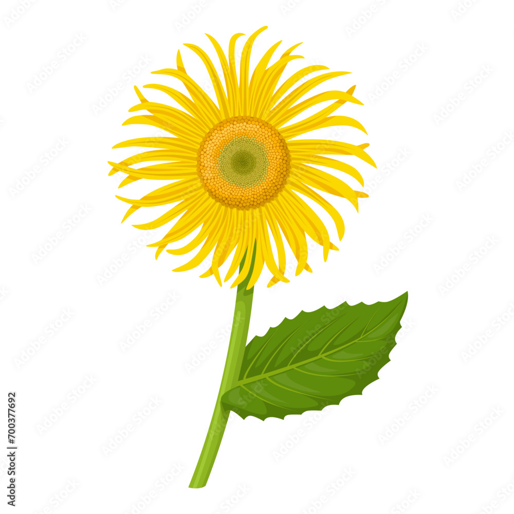 Obraz premium Vector illustration, Elecampane or Inula helenium flower, isolated on white background.