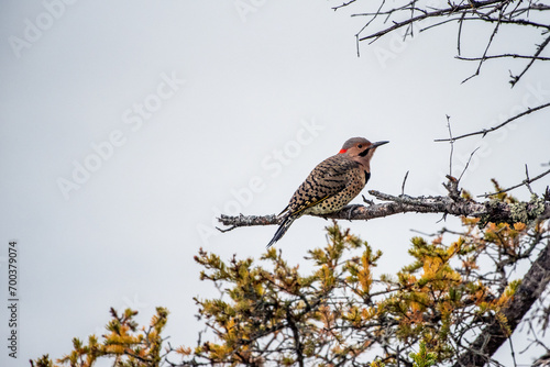 Male northern flicker on a branch in Manitoba,Canada, on September 12