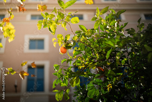 Orange tree with sun