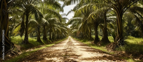 Indonesian B30 biodiesel from palm oil is a renewable alternative to reduce fossil fuels.