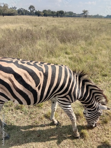 Zebra in the savannah