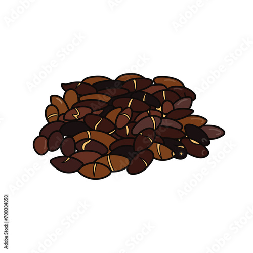 Kids drawing vector Illustration baru nuts in a cartoon style Isolated on White Background
