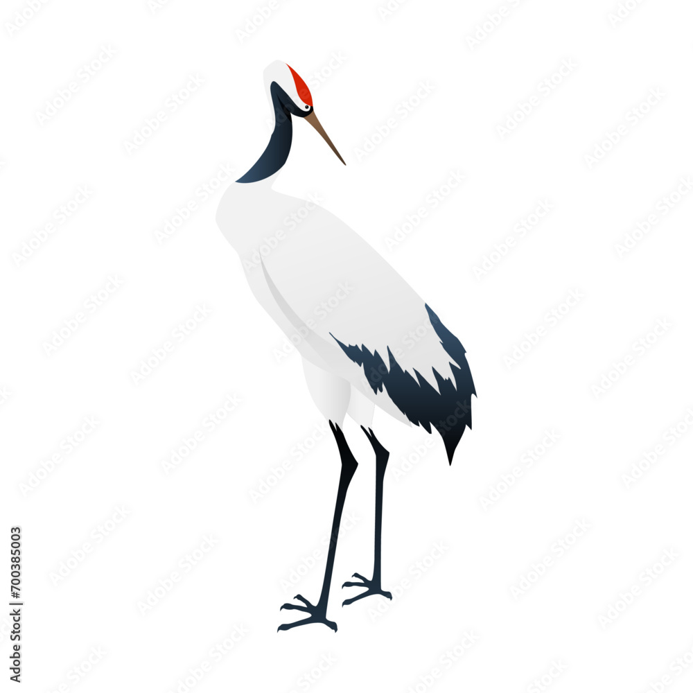 Obraz premium Vector australian white ibis isolated on white