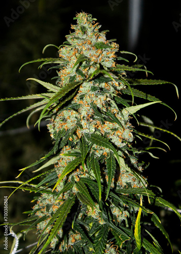 growing indoor cannabis
